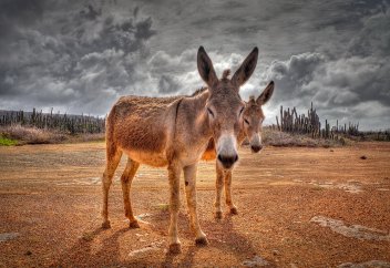 Есектердің тұқымы тұздай құрып барады