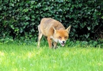 Лисы - городские животные Лондона.