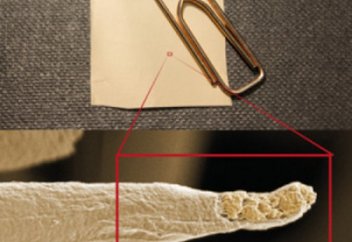 Қолаңса иістен құтқаратын киім