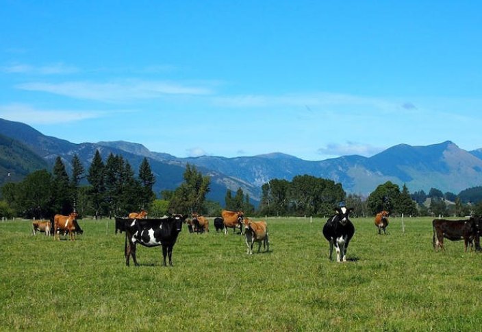 Новая Зеландия вводит 2 сезонные визы для решения проблемы нехватки рабочей силы