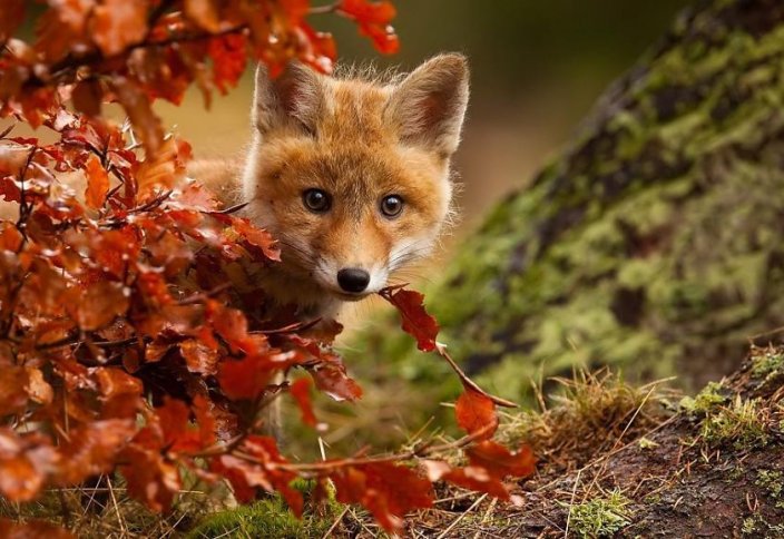 Күздің ғажап көрінісі (сурет)