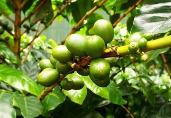 2050 жылдан кейін әлем кофе ішуден қалады