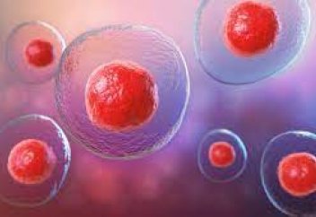 Діңгекті жасушалардың ғұмырын ұзарту тетігі анықталды . Бұл жаңалық несімен артық?