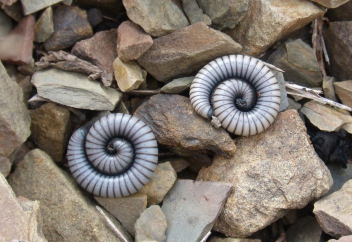 Ученые из США нашли новый вид угрожающих людям инвазивных червей