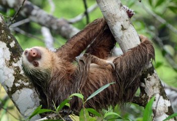 Жануарлар әлемі: Жалқау мақұлықтың қызықты қылықтары (Видео)