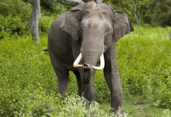 Үндістанда соңғы онжылдықта электр тоғынан 600 жабайы піл өлді