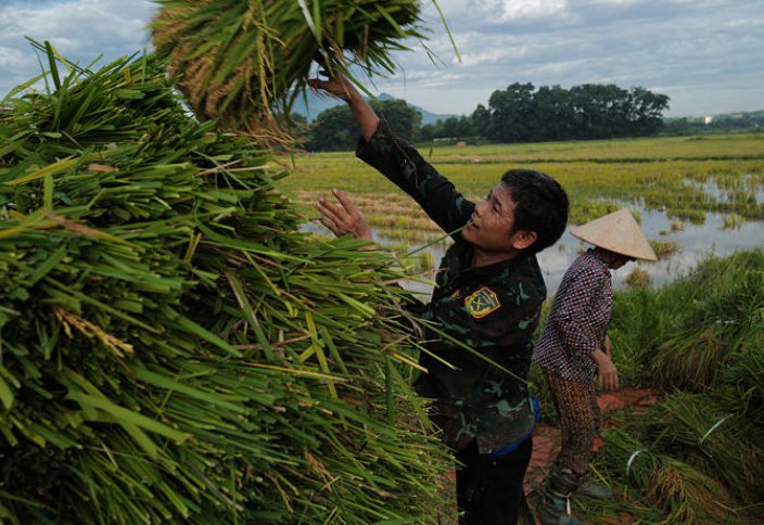 Вьетнам экспортирует почти 5,9 млн тонн риса