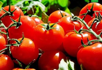 Ауруды аспен емдеу: гипертониямен күресуге арналған қызанақ (гені редакцияланған, ГМО емес) саудаға шығарылды