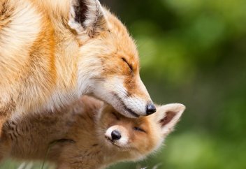 Ұлпа жүнді аң терісінің саудасына тыйым салған алғашқы ел пайда болды