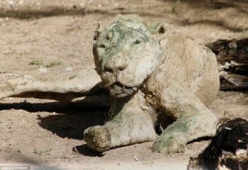 Мумияға айналған жануарлар (фото)