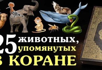 25 животных, упомянутых в Коране