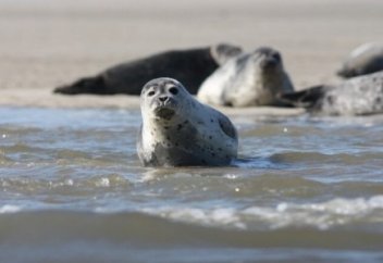 «Итбалық көрсе, ағашпен ұрып, тас атады». Каспийдің ластануы туралы фильм жарыққа шықты (видео)