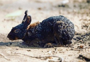 Бразилиядағы өрттен 1 жыл ішінде 17 млн жануар опат болған