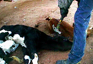 Арамды адал қылғандар