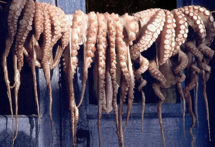 Марокко возобновляет сезон промысла осьминогов после биологического восстановления и улучшения уровня запасов