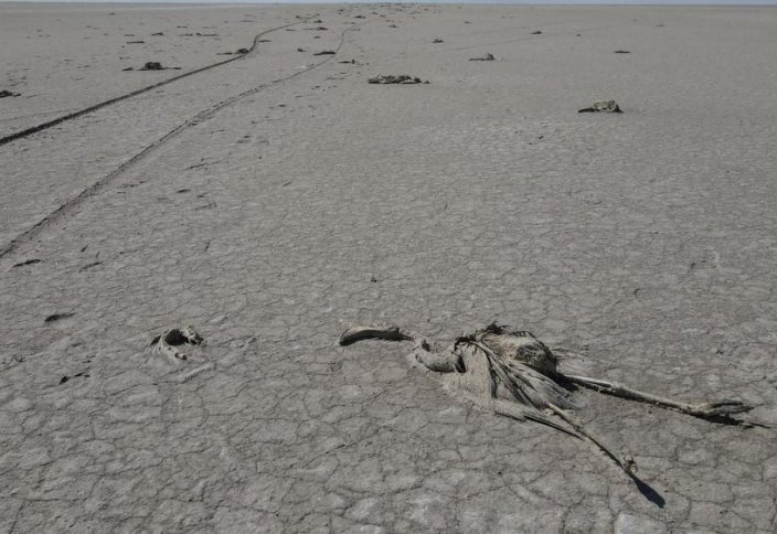 На пересохшем озере в Турции погибли сотни фламинго. Фото