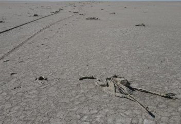 На пересохшем озере в Турции погибли сотни фламинго. Фото