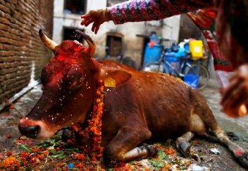 Сиыр етін тасымалдағандар өмір бойы бас бостандығынан айырылуы мүмкін