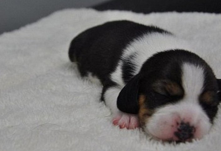 В Китае создали первую в мире генномодифицированную клонированную собаку