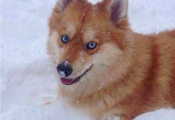 Түлкіден аумайтын ит (ФОТО)