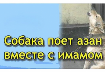 Почему во время азана воют собаки?