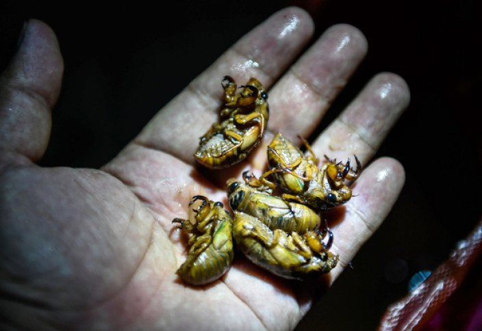 Редких цикад веками считали опасным бедствием. Мир ждет их нашествие впервые за 17 лет