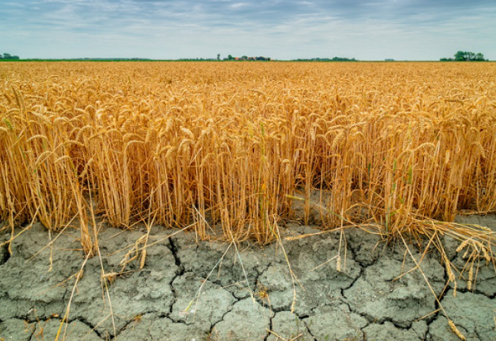 Құрғақшылықтың адам денсаулығына тигізер әсері зерттелді