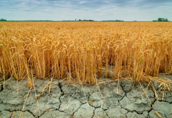 Құрғақшылықтың адам денсаулығына тигізер әсері зерттелді