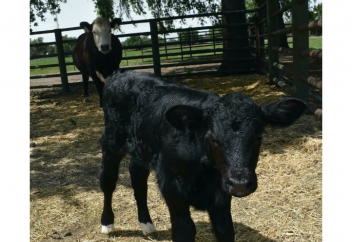 Осыдан 4 ай бұрын ерекше бұзау дүниеге келді. Несімен ерекше?