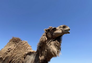 Как производят шубат – «белое золото» Казахстана