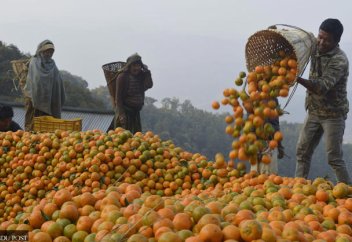 Как апельсины меняют жизни в Аргаханчи