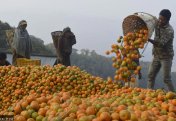 Как апельсины меняют жизни в Аргаханчи