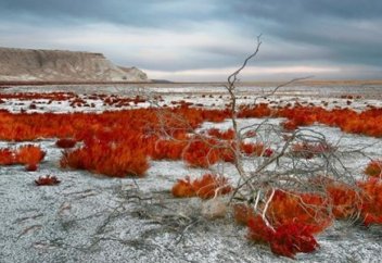Арал теңізінің орнында қалың орман пайда болады