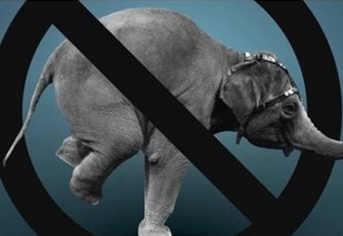 Латвия запретила цирк с животными