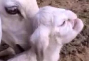 Адам басты қозы төлдеді