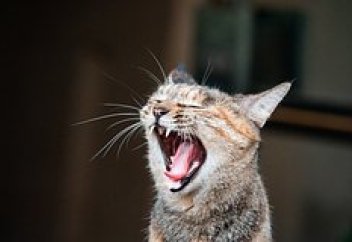 Язык животных переведут на человеческий