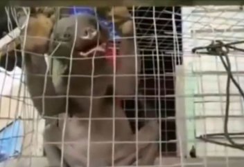 Қытайдан біртүрлі мақұлық табылды