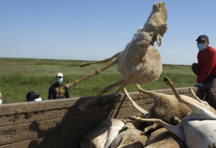 Новая версия причин массовой гибели сайгаков в Казахстане