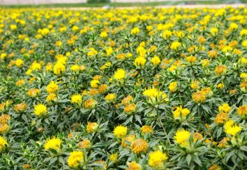 Селекционеры Казахстана представили новый высокоурожайный сорт сафлора