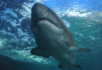 Ғалымдар қараңғыда жарық шашатын акуланы таспаға тартып алды (видео)