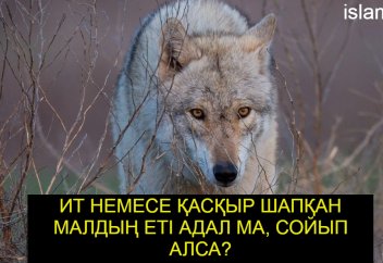Ит және қасқыр тартып кеткен малды сойып алса, еті адал ма?
