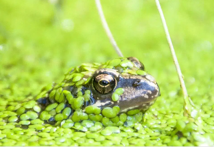 Бақадан қатерлі ісікке қарсы бактерия табылды