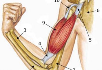Сүйек­тер­дің бұл­шық ет­пен қап­та­луы