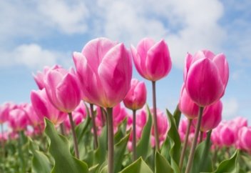 Тюльпаны, маки, подсолнухи. Где в Казахстане насладиться цветением