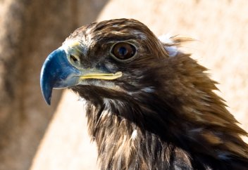 Бүркіттің жабдықтары