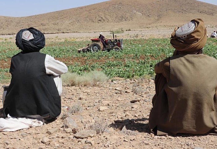 Афганские фермеры понесли большие потери после того, как талибы запретили выращивание опиумного мака, говорится в отчёте