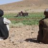 Афганские фермеры понесли большие потери после того, как талибы запретили выращивание опиумного мака, говорится в отчёте