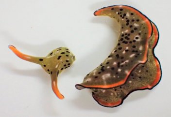 Басын «кесіп» тастап қайта дене өсіретін мақұлық (видео)