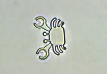 Адам денесінде жүзіп, қатерлі ісіке дәрі жеткізетін микроробот жасалды (видео)