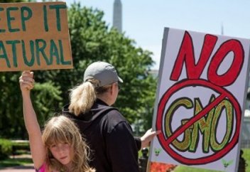 Ученые раскрыли неоднозначное влияние ГМО-культур на экологию